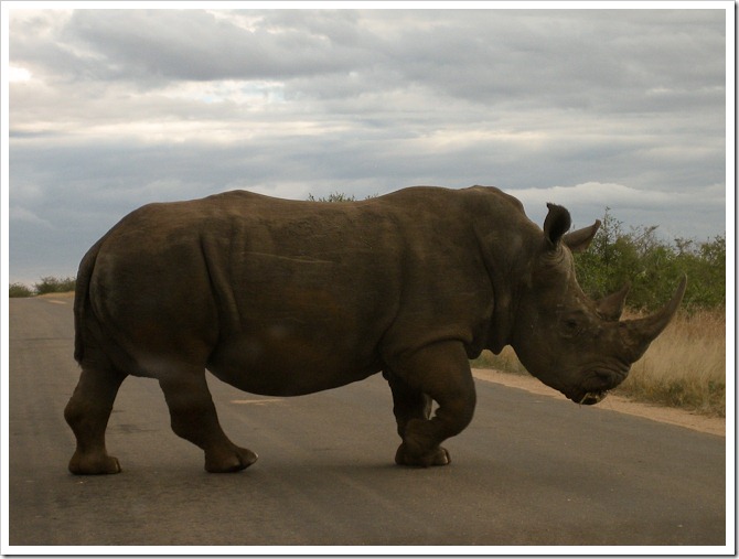 rhino barrier