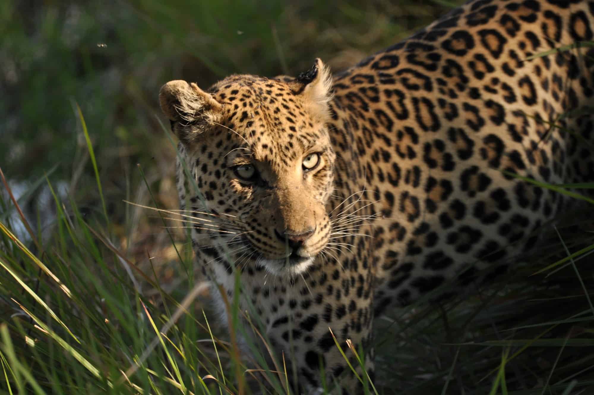 Leopard close-up