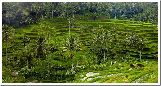 Rice paddies in central Bali