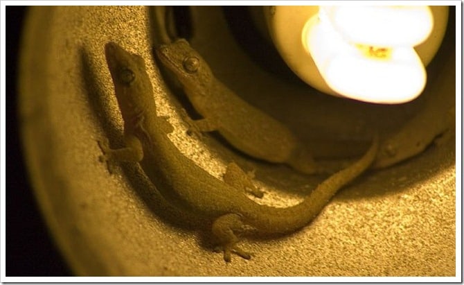 Thai gecko