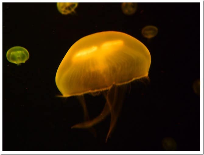 Jellyfish, La Coruna aquarium