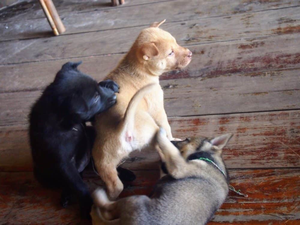 Puppies playing, Koh Rong