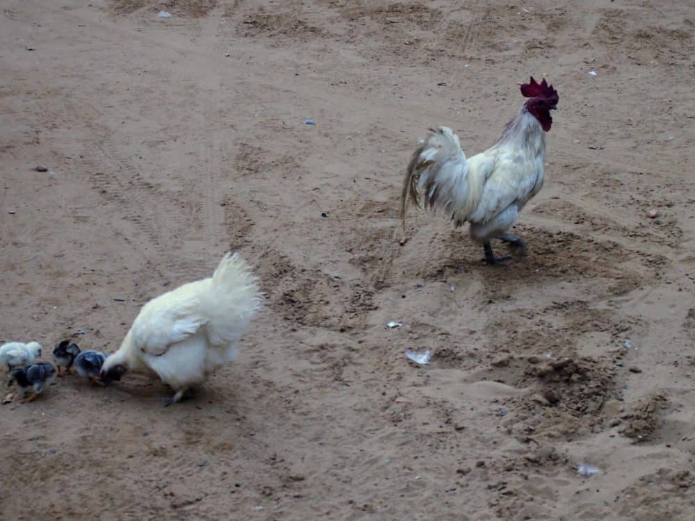 Chickens at the temple, Tra Vinh