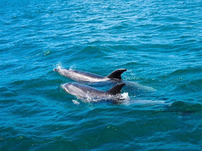 Two dolphins, Bay of Islands