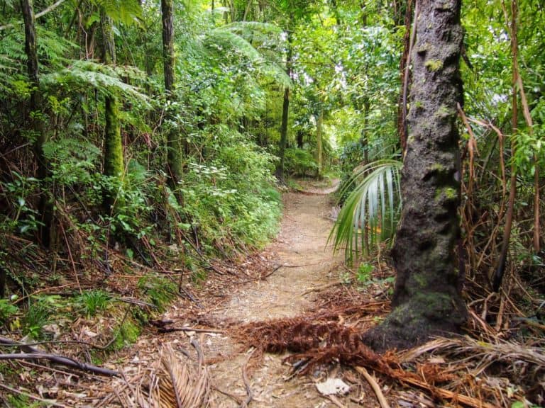Hiking the Queen Charlotte Track in New Zealand