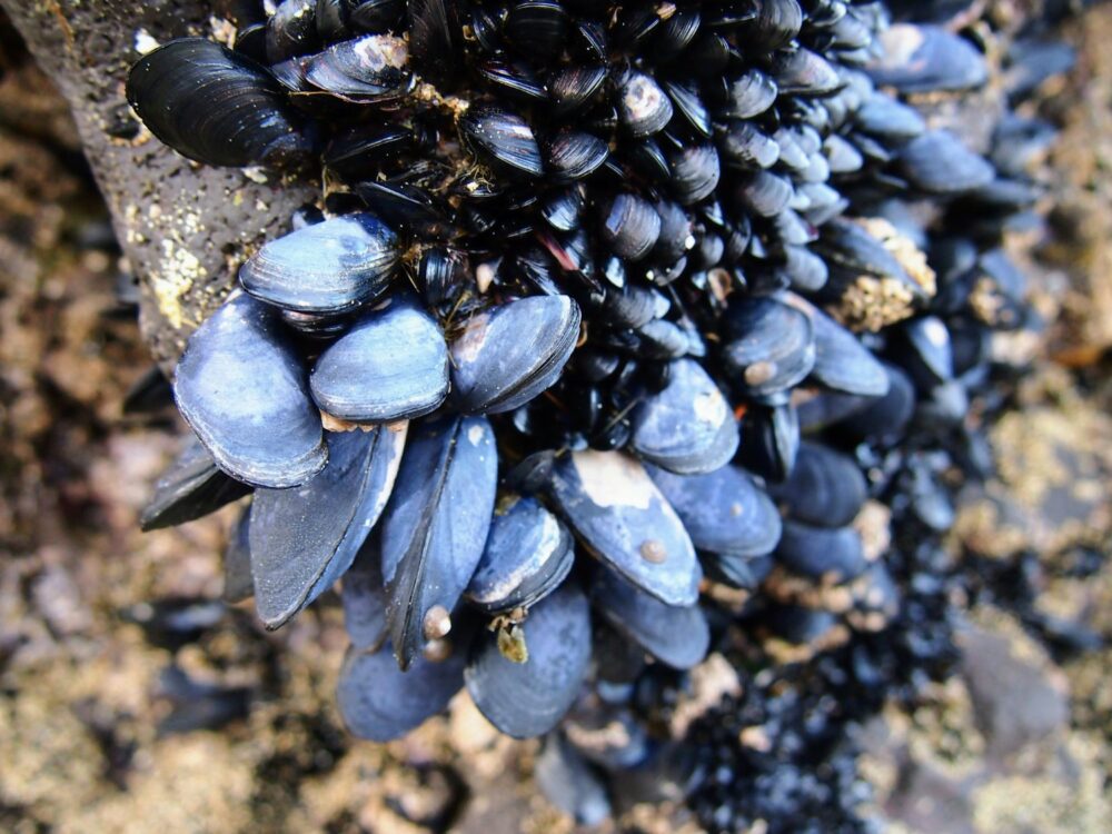Closeup photo of dozens of mussels on a rock in Banks Peninsula
