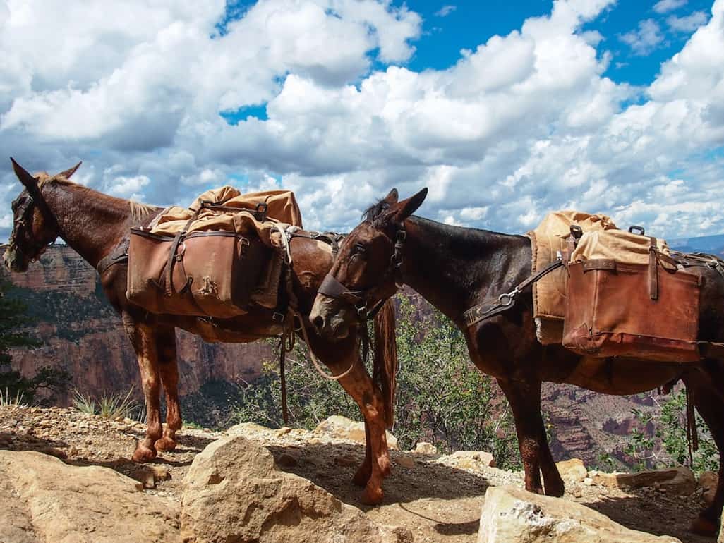 Mules on the South Kaibab trail