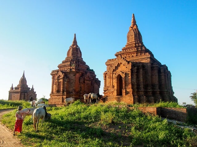 Temple and cows