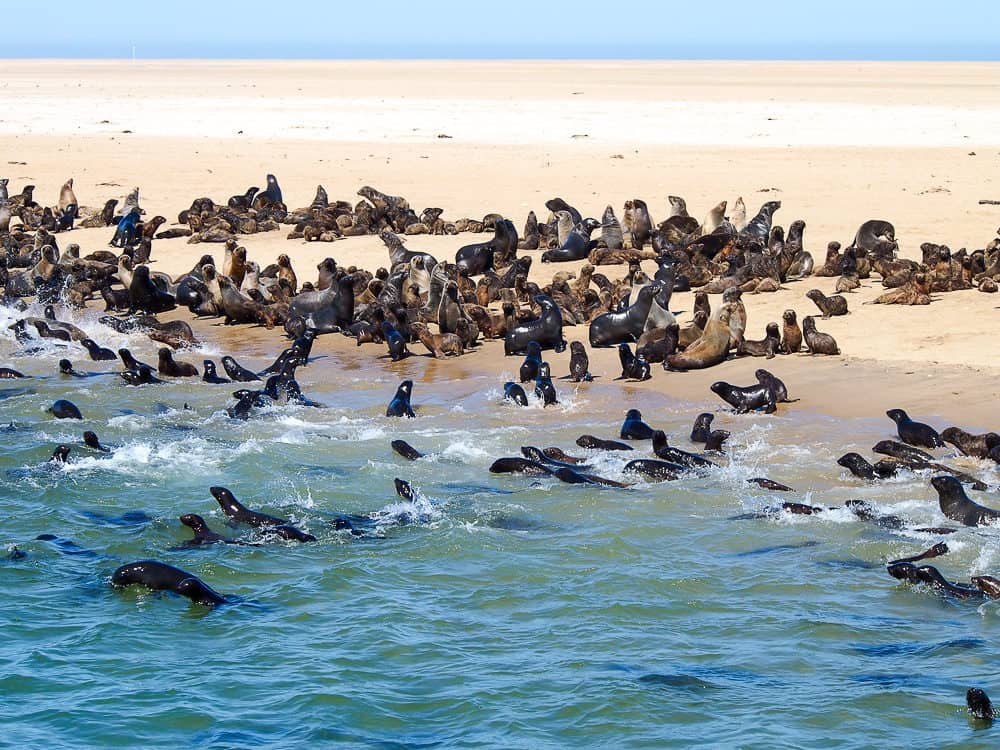 All the seals, Namibia