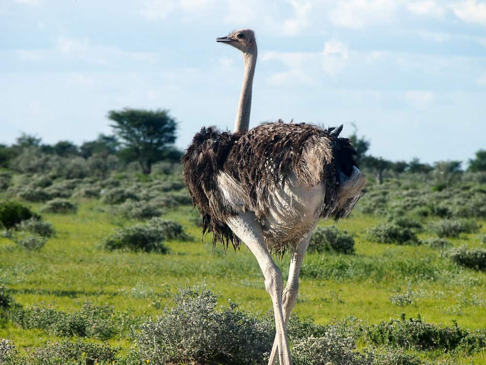 Ostrich, Etosha