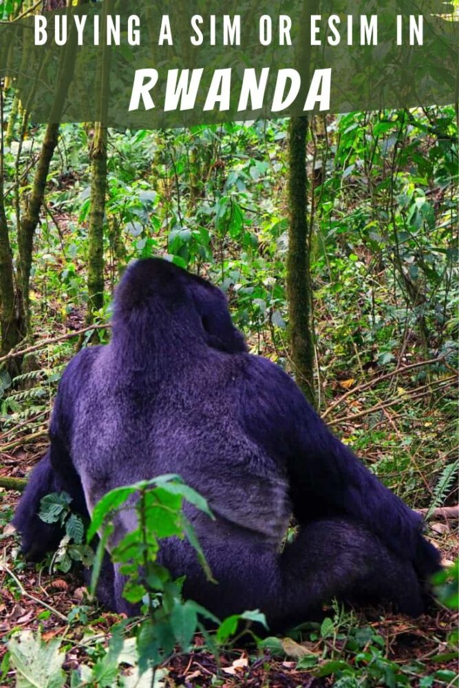 Text "Buying a SIM or eSIM in Rwanda" overlaid over a photo of a male gorilla sitting in the jungle, shot from behind