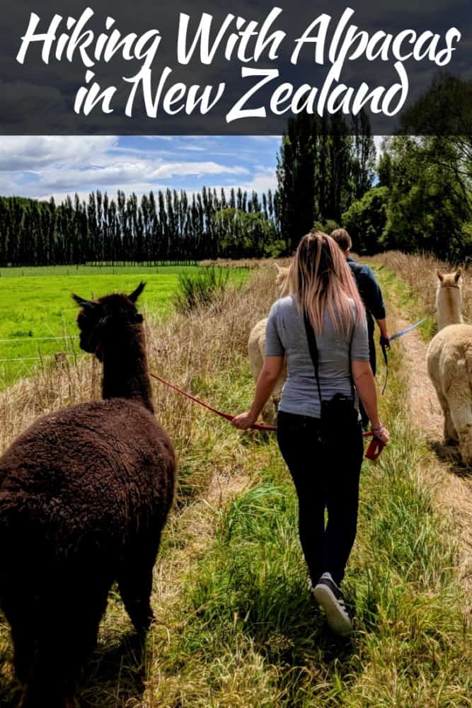 Hiking With Alpacas in New Zealand