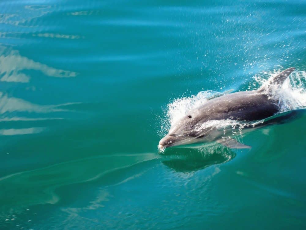Dolphin in Queen Charlotte Sound