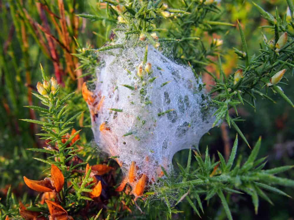 Spider web, Queen Charlotte Track