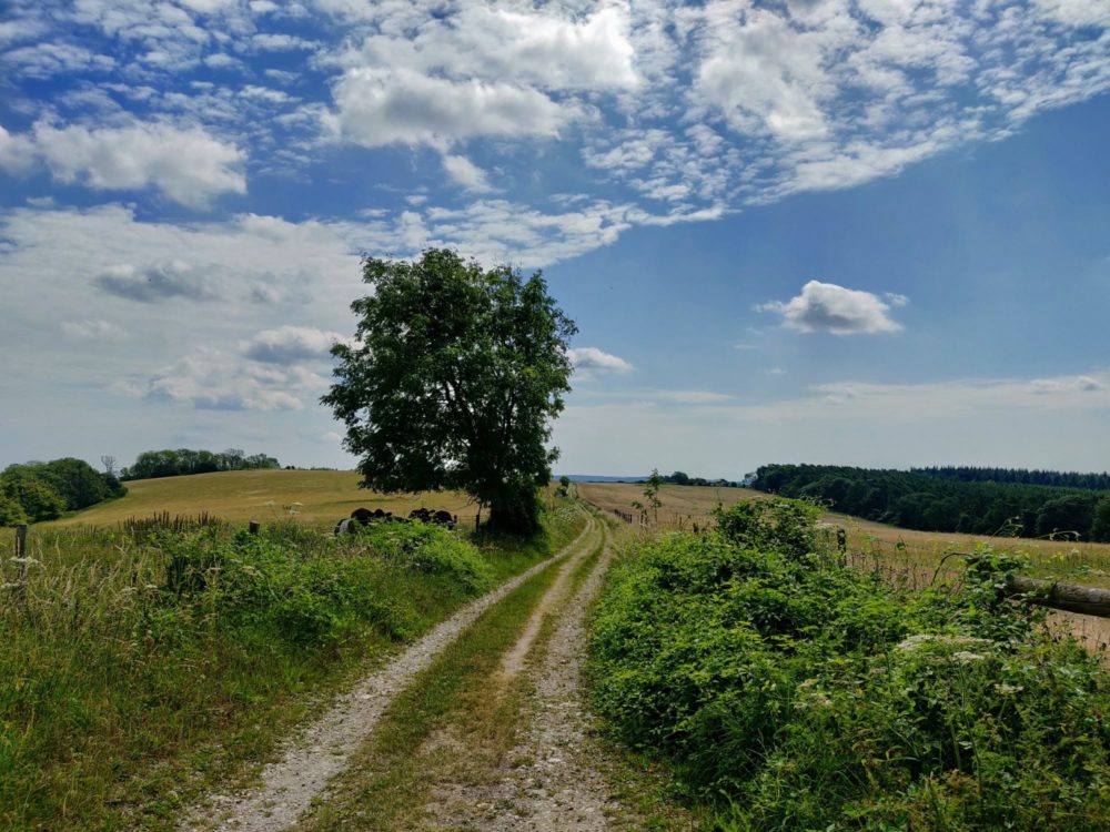 Path, trees, and cows on the South Downs Way