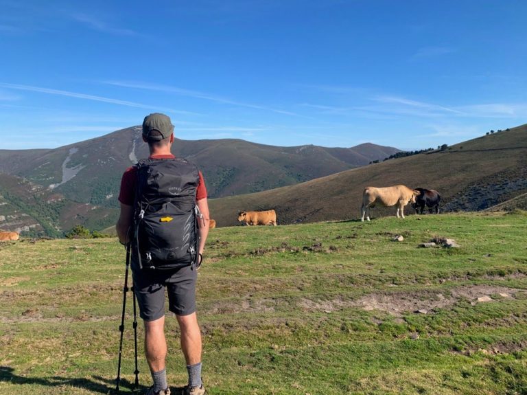 Dave with pack and cows on the Camino