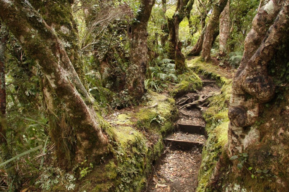 Track through the forest to Dawson Falls, Taranaki