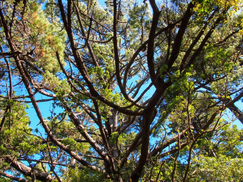 Trees in the Botanic Gardens, Wellington