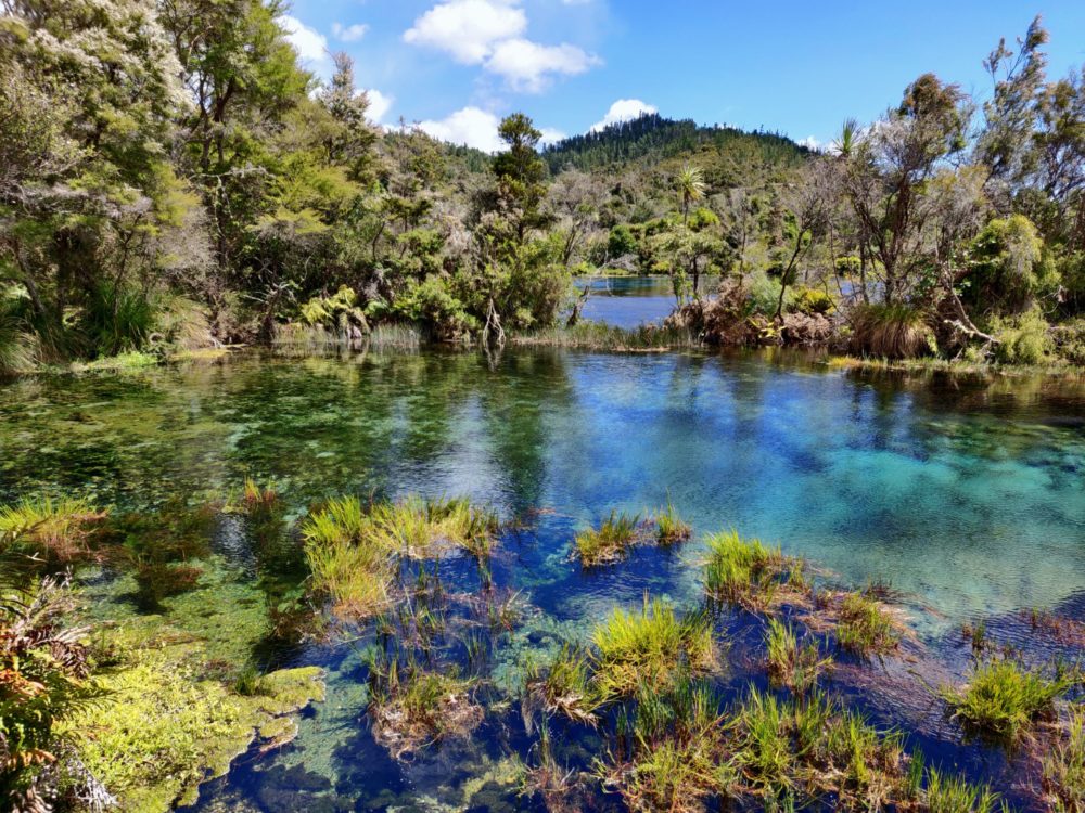 View over still water and bushland at Te Waikoropupu Springs, Golden Bay, New Zealand