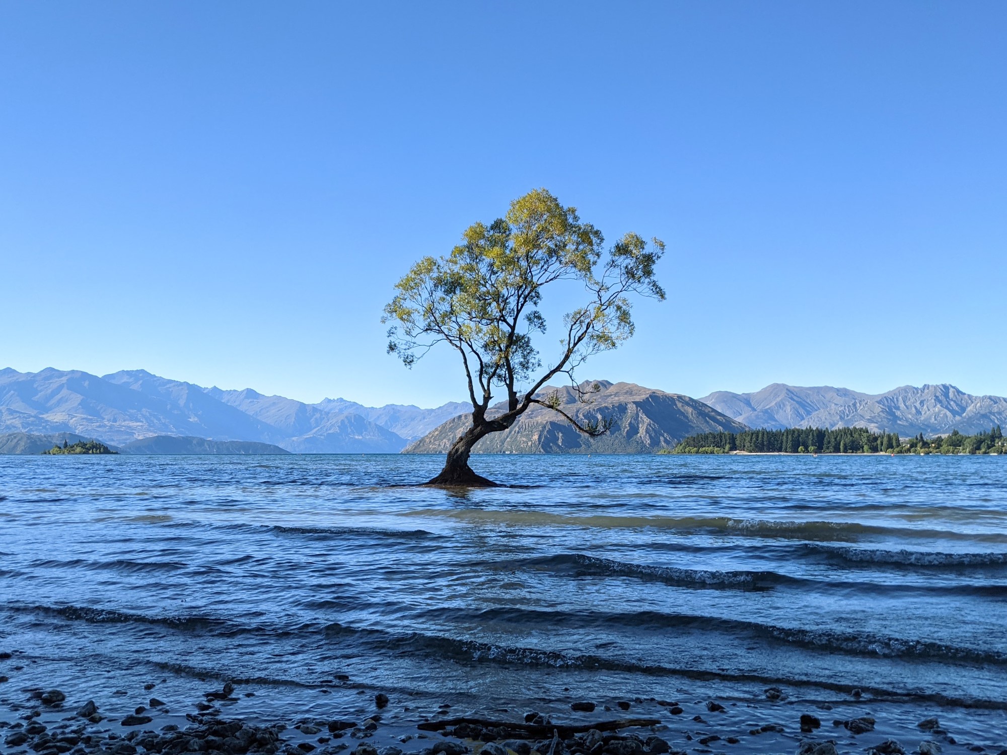 Tree in Lake Wanaka