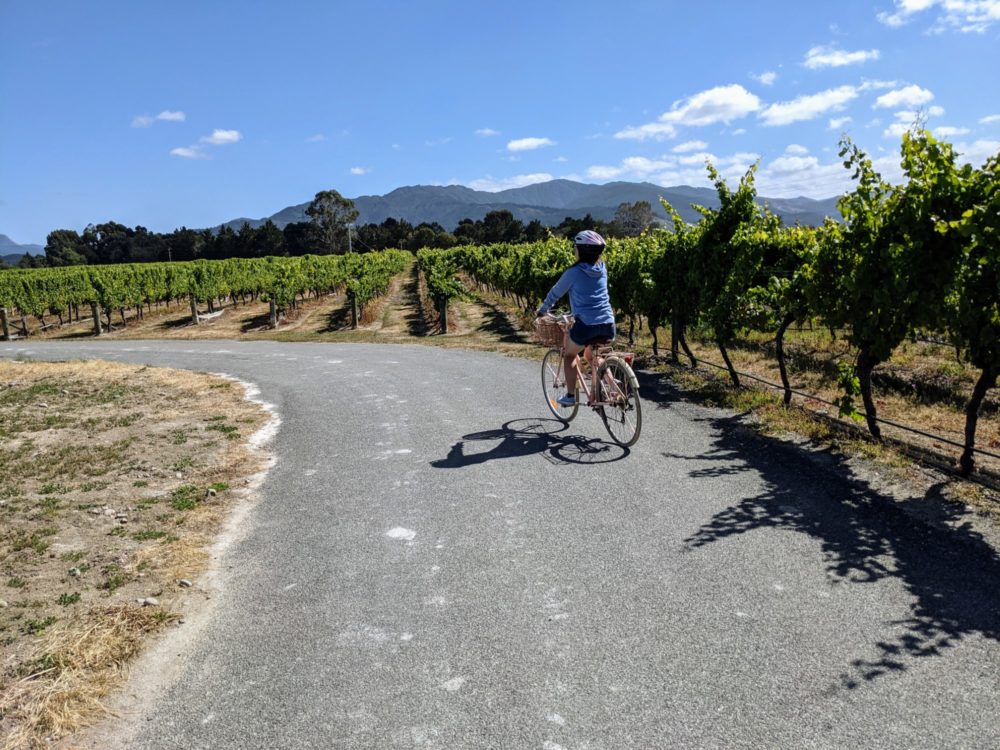 Woman cycling through a vineyard