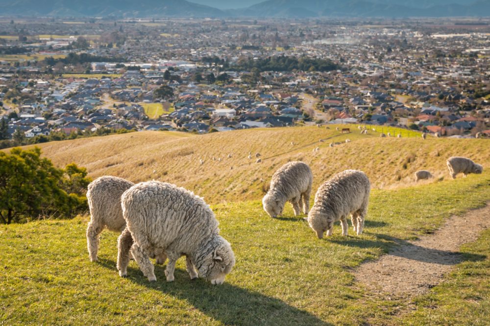 Sheep grazing at Wither Hills, overlooking town of Blenheim