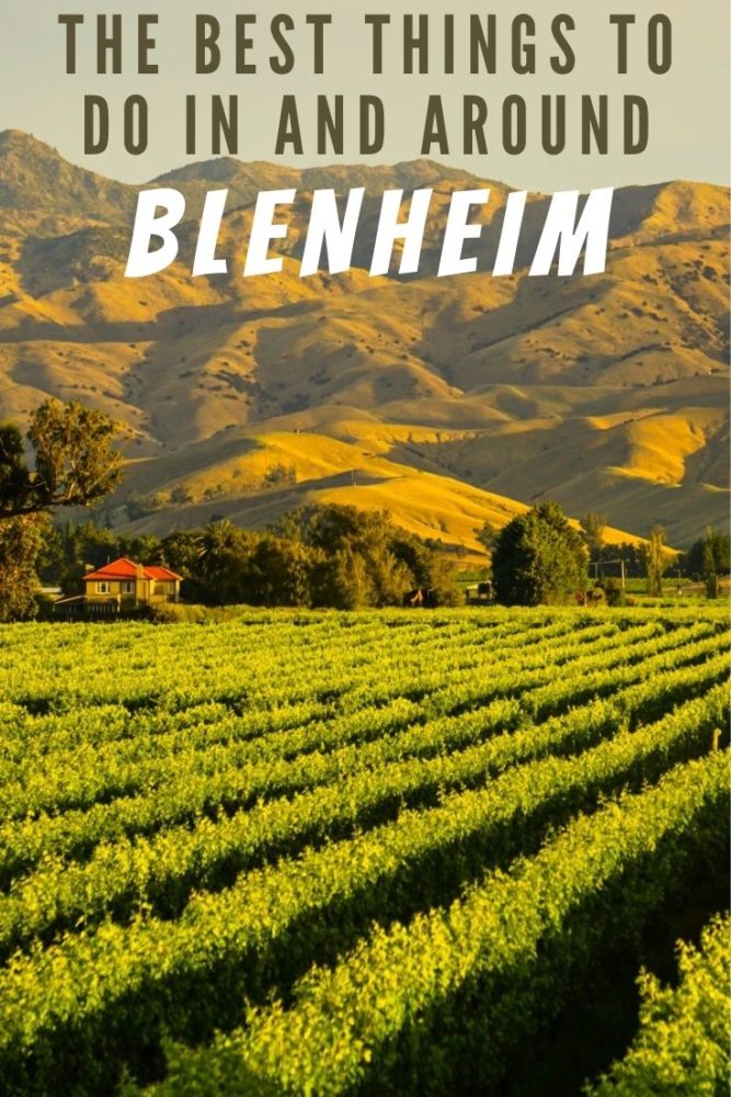 Vineyards with mountains in the background, with text "The Best Things to do in and Around Blenheim" at top