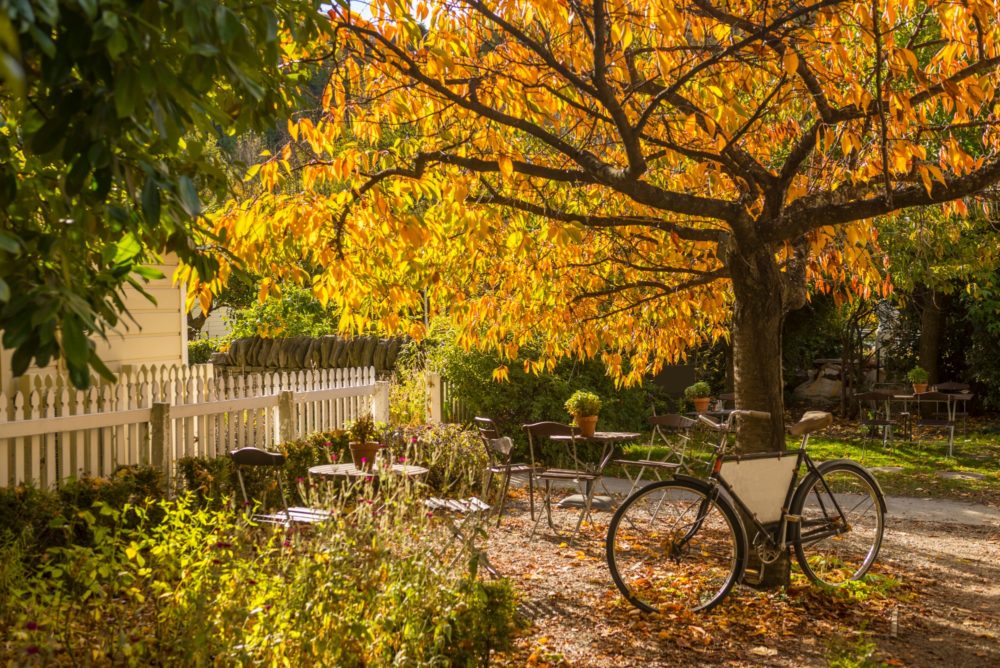 Bicycle leaning on a tree showing autumnal colours, outside a cafe