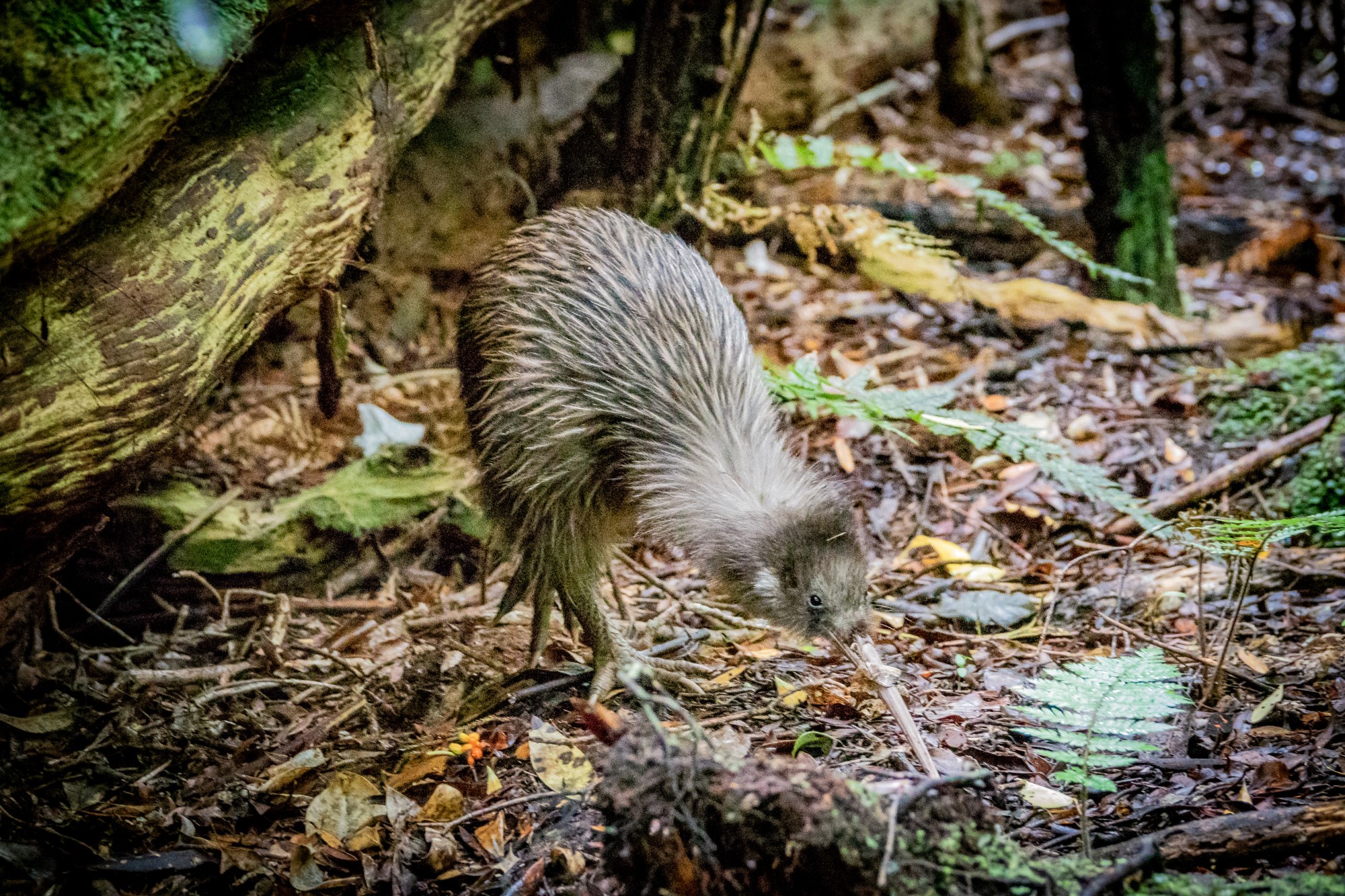 Kiwi bird foraging in undergrowth on Ulva Island, New Zealand