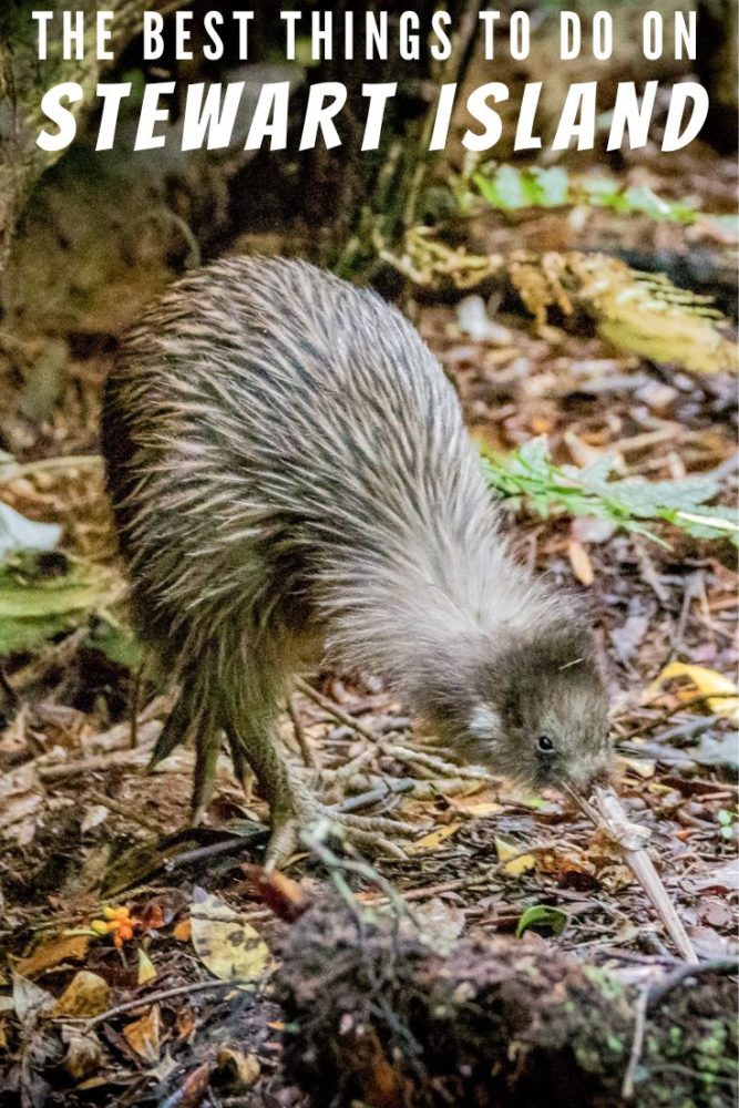 Kiwi foraging in the undergrowth, with text "Best Things to do on Stewart Island" at top