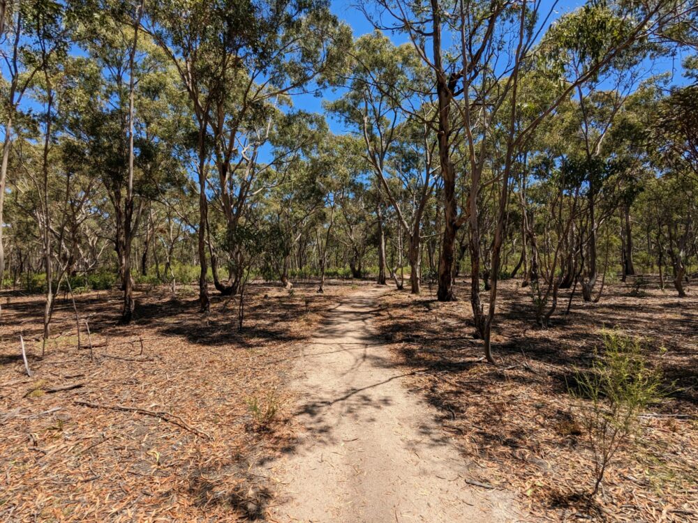 Section of dirt track through trees  on the Branding Yard trail, You Yangs Regional Park