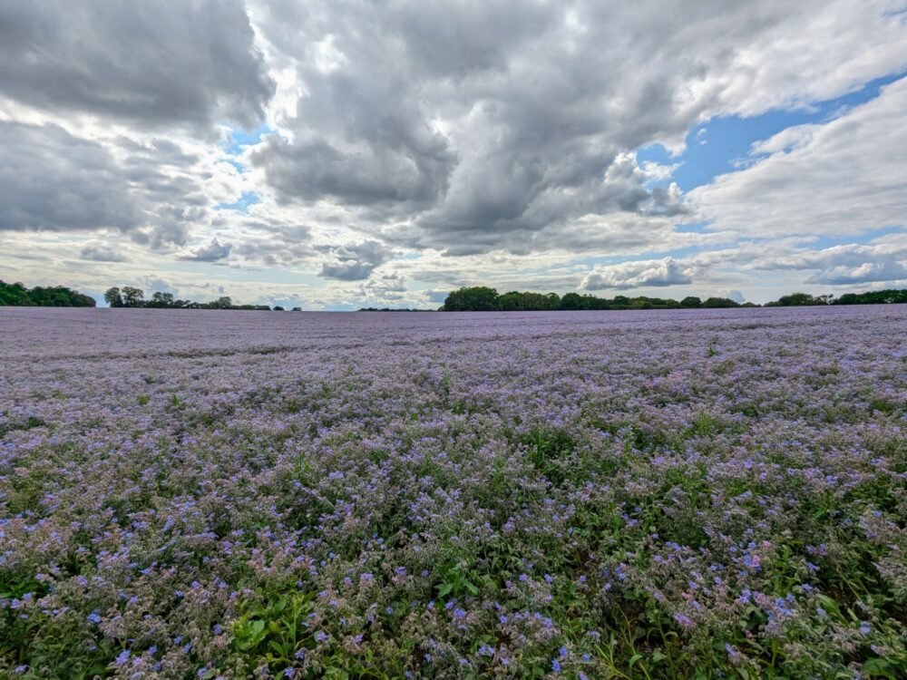 Large field of purple flowers, under a mix of cloud and blue sky