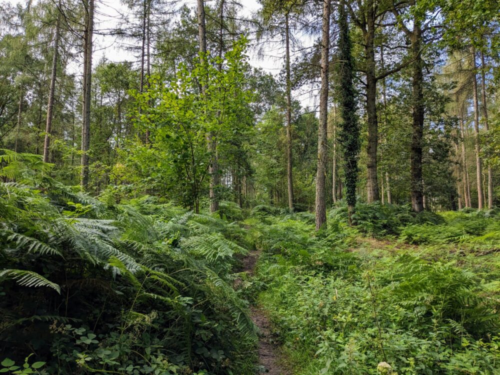 Narrow dirt track through ferns and other undergrowth, with many tall, thin trees on either side