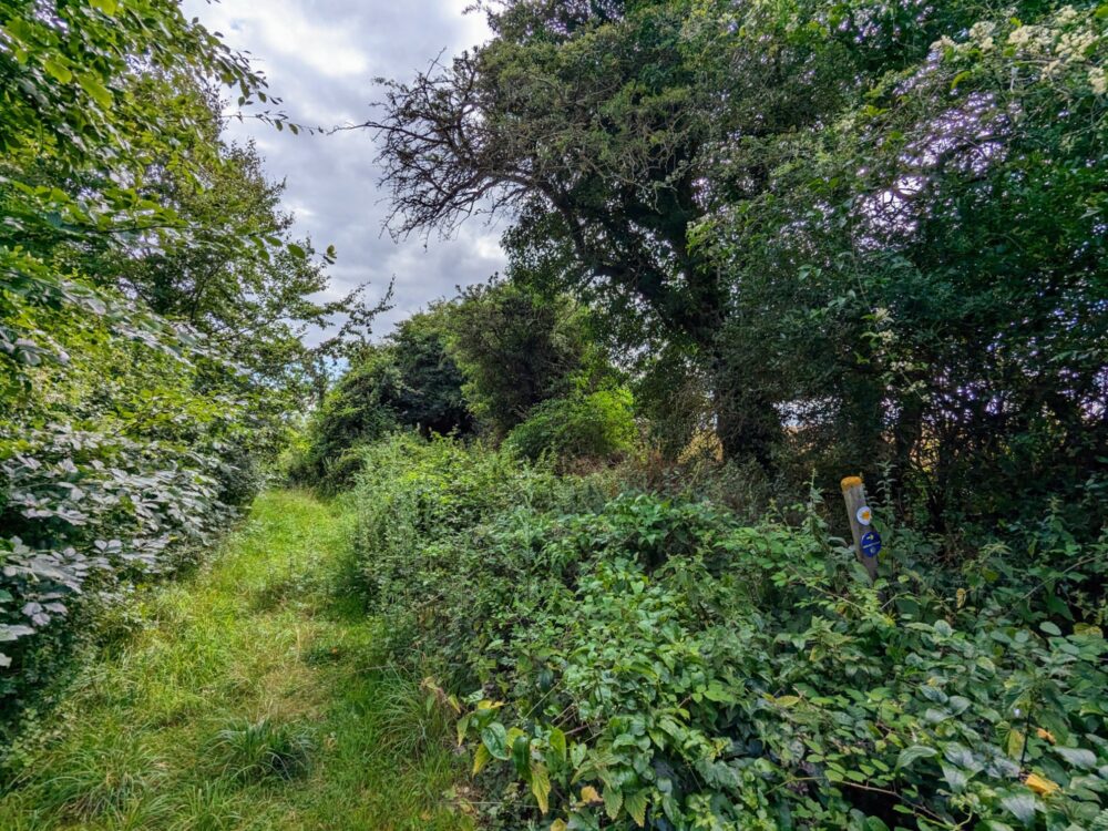 Grassy path leading straight ahead, with signpost pointing to the right through undergrowth and trees.
