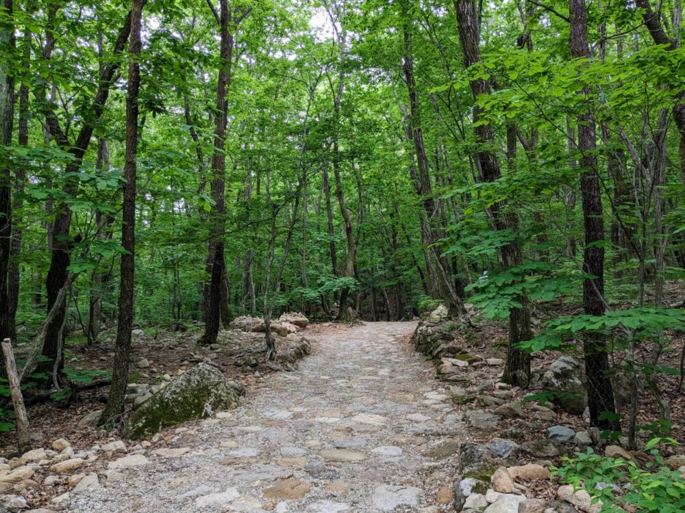 Well-formed dirt and stone path with many tall, thin trees on either side.