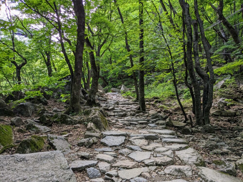 Stone and dirt path through a fairly sparse section of forest, with green canopy all around.