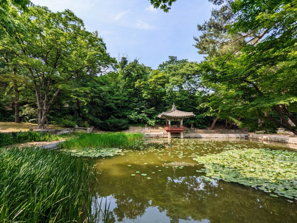 Small, square pond with lily pads and grasses inside, surrounded by trees.