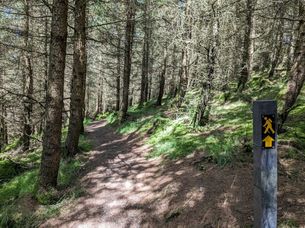 Dirt park through a forest with a small trail marker on a signpost pointing the way