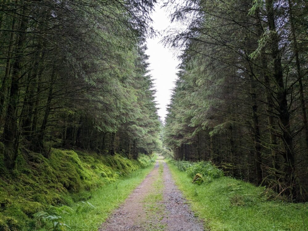 Straight gravel track through a forest with tall trees on both sides