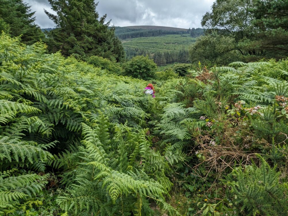 Woman almost hidden by overgrown ferns with hills in the background