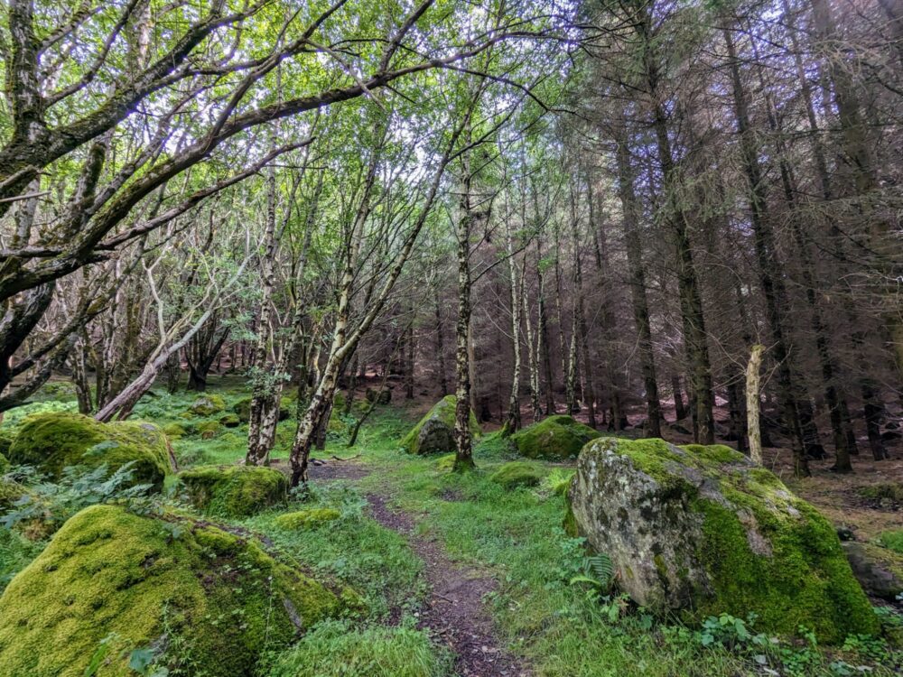 Moss-covered rocks alongside a dirt path through dense woodland