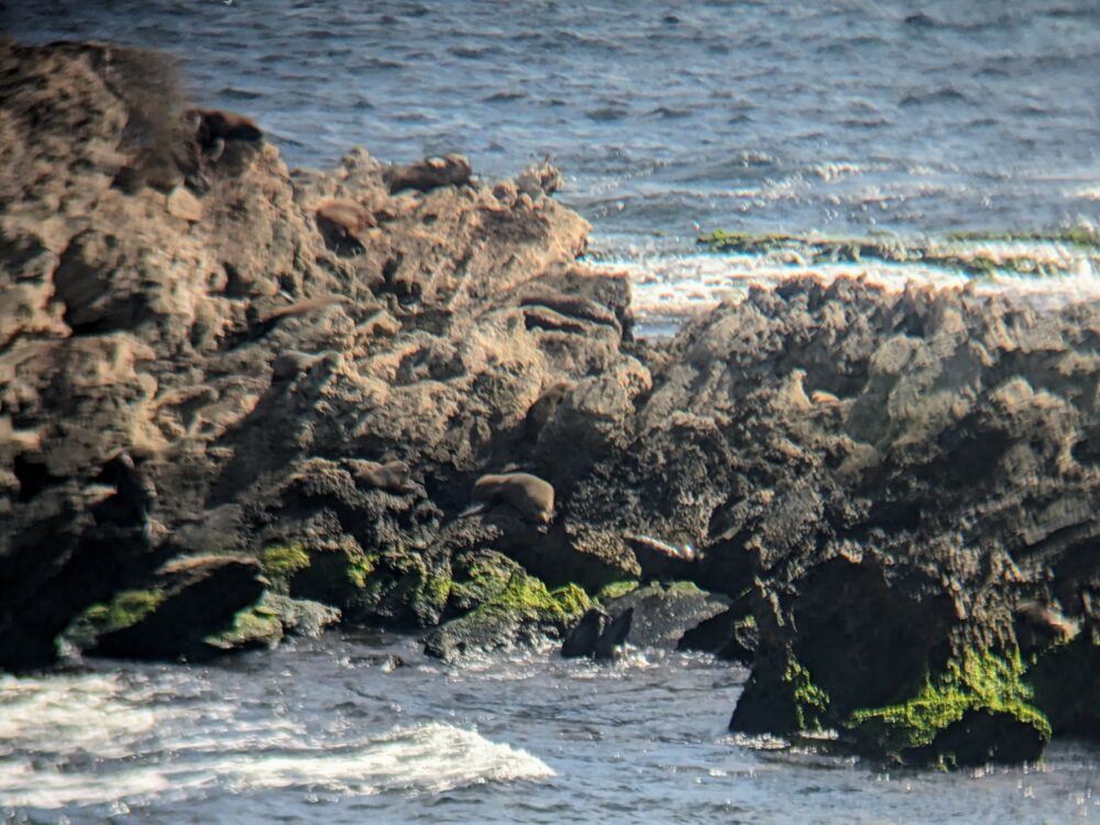 Seals on rocks in the ocean