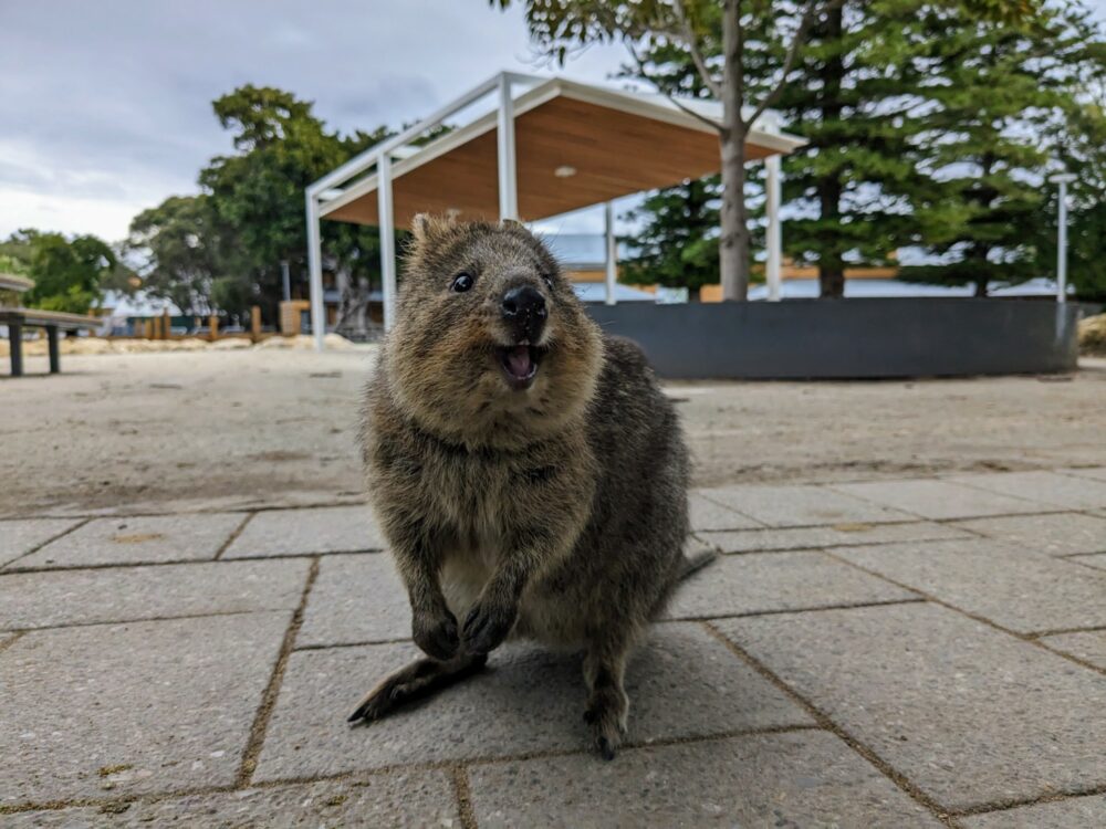 A smiling quokka on a stone tiled path with a shelter and trees in the background