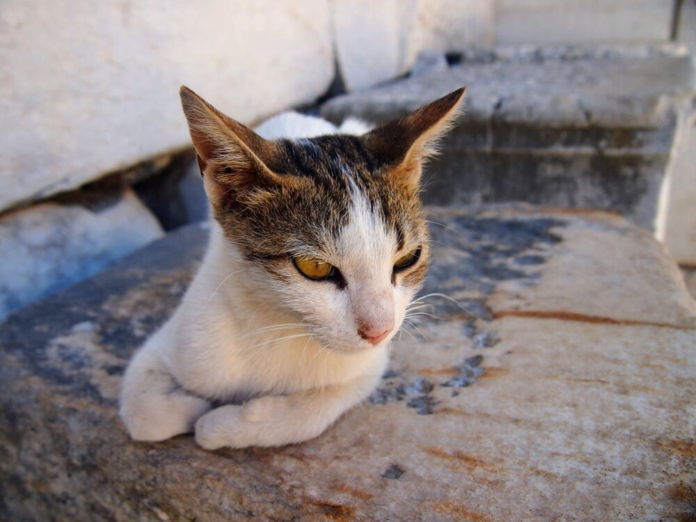 Closeup of a kitten sitting on a a block of stone