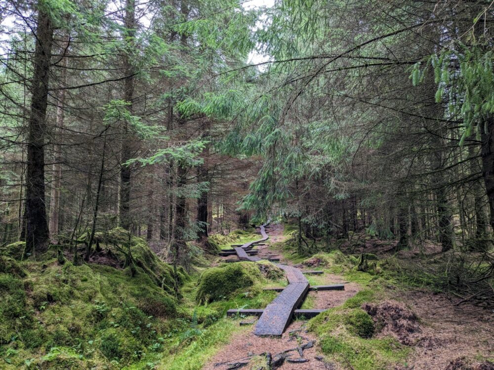 A narrow wooden boardwalk leading uphill through a forest