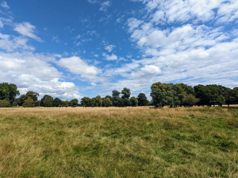 Wide open grassland with many mature trees on a sunny day with some white cloud.