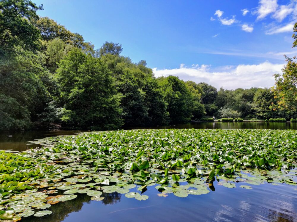 Many lily pads and other aquatic plants on a pond with trees behind