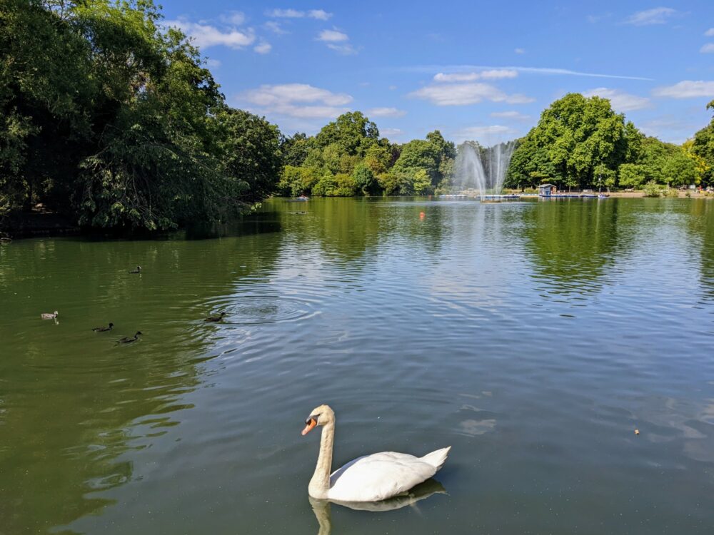 Swan and ducks in a lake with a fountain spraying water further down the lake and large trees behind