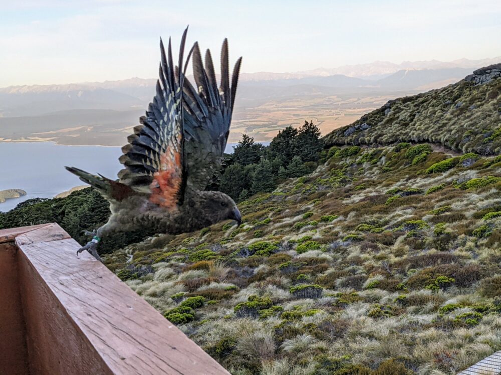 A kea (New Zealand alpine parrot) taking off from a wooden balcony rail, with a view over a mountainside with low bushes towards a lake and valley in the distance.