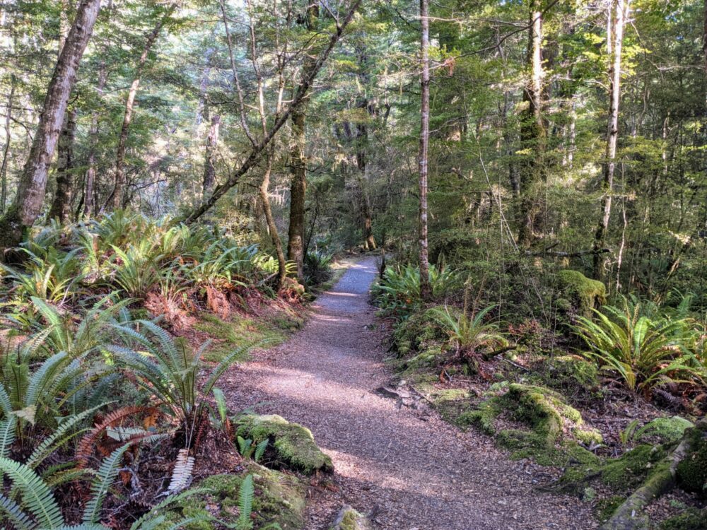 Gravel path through the trees, with ferns and other small bushes on both sides.
